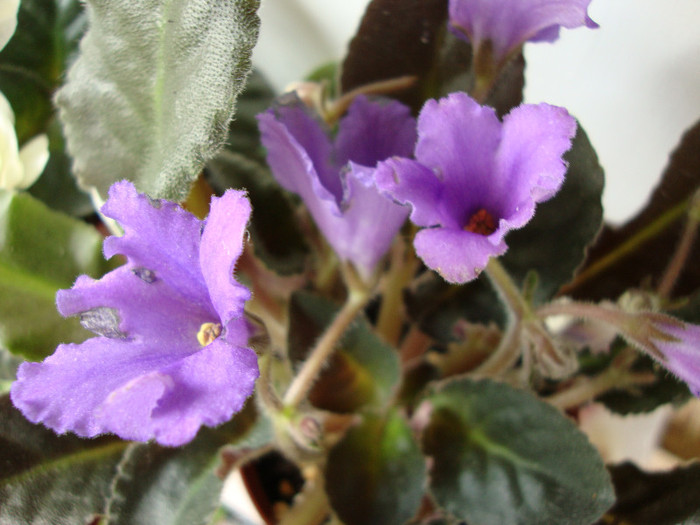 DSC04981 - 00 violete