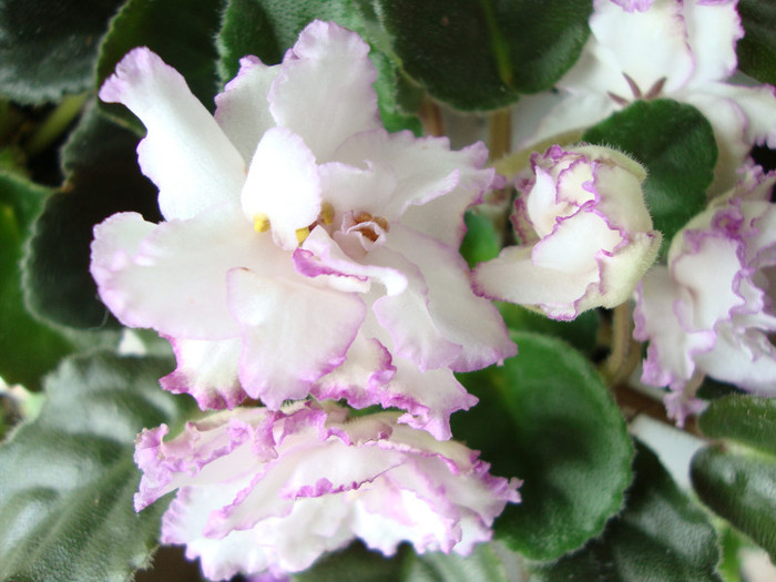 DSC04983 - 00 violete