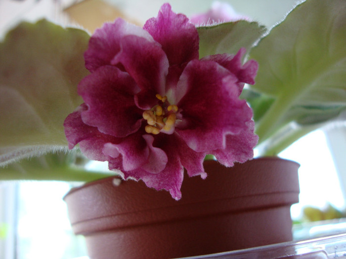 DSC04989 - 00 violete
