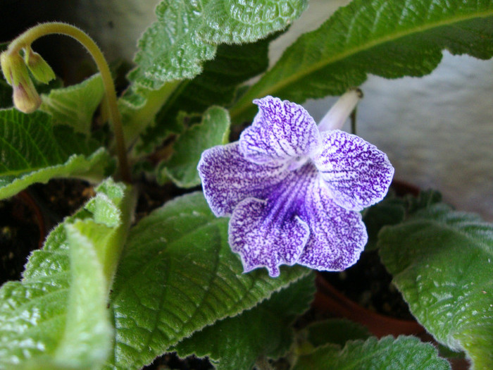 bristol moon mist - 00 streptocarpus