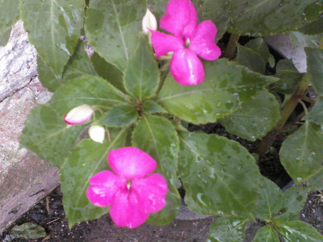 P09-05-12_14.12 - Florile mele