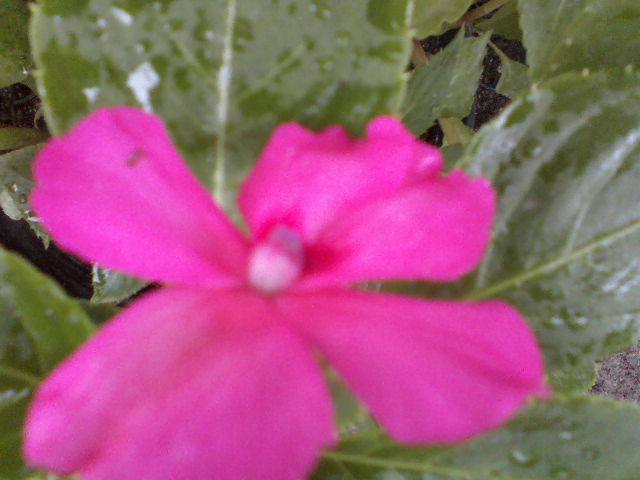P09-05-12_14.12[1] - Florile mele
