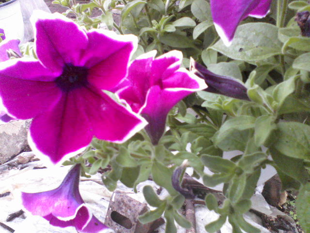 P09-05-12_14.13[3] - Florile mele