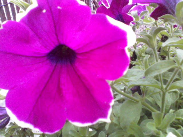 P09-05-12_14.13[5] - Florile mele