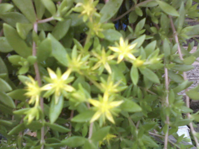 P09-05-12_14.17[1] - Florile mele