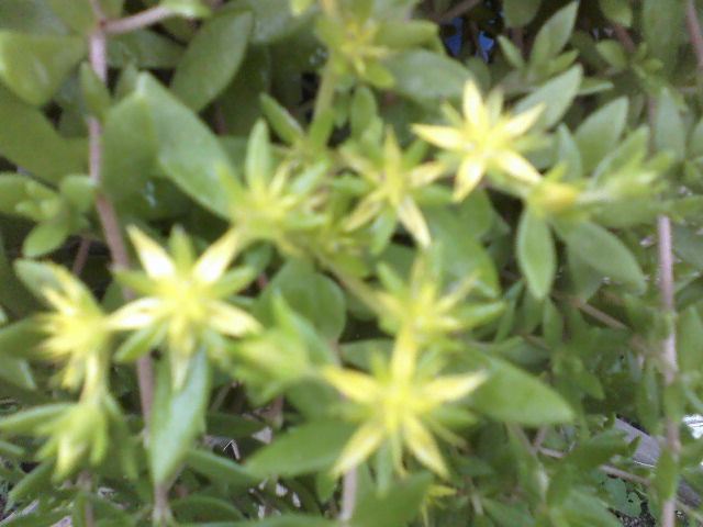 P09-05-12_14.18 - Florile mele