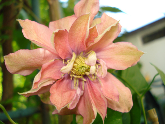 DSC08525 - Clematis 2012