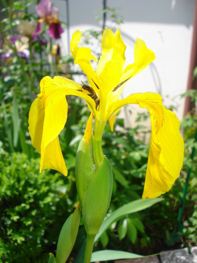 Iris de apa "Pseudacorus", 09.05.2012 - IRIS PSEUDACORUS