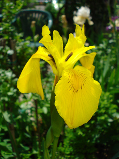 DSC08494 - IRIS PSEUDACORUS