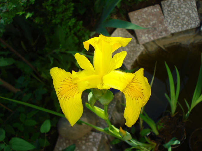 DSC08504 - IRIS PSEUDACORUS