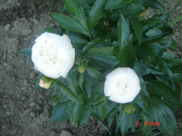 bujori albi - flori