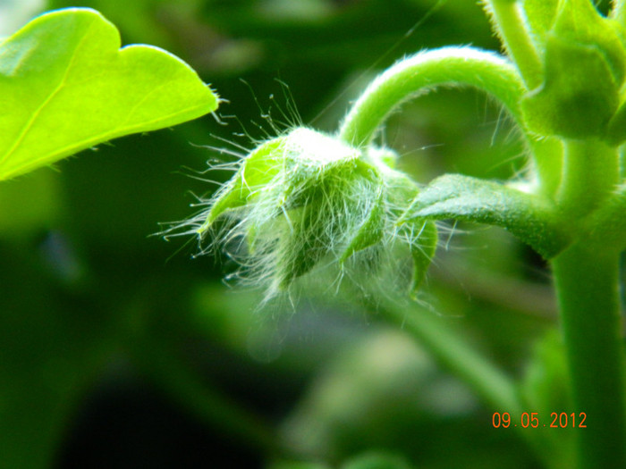 boboc muscata semicurgatoare; muscata pelargonium
