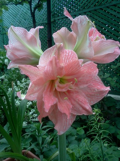 IMG331 - AMARYLLIDACEAE-Hippeastrum