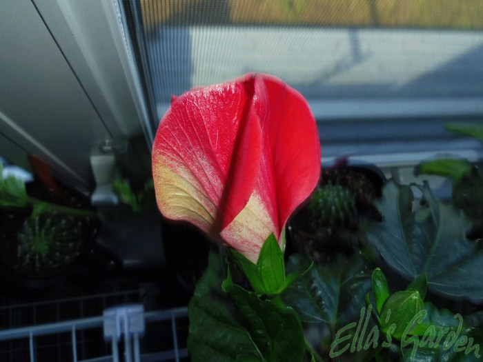 08 mai 2012 - 2012 Hibiscus