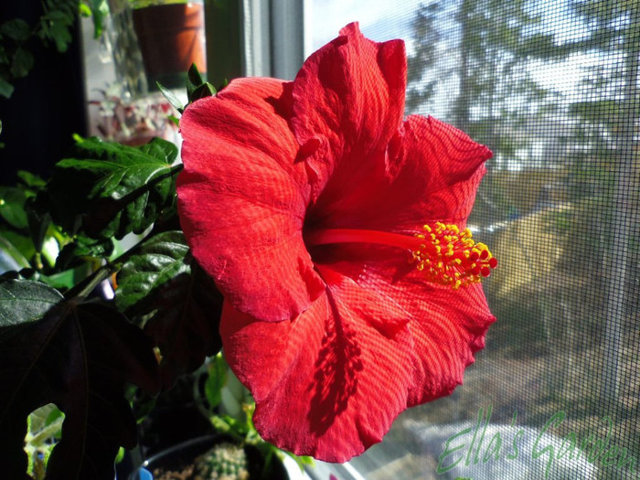 09 mai 2012 Pink Antiqua - 2012 Hibiscus