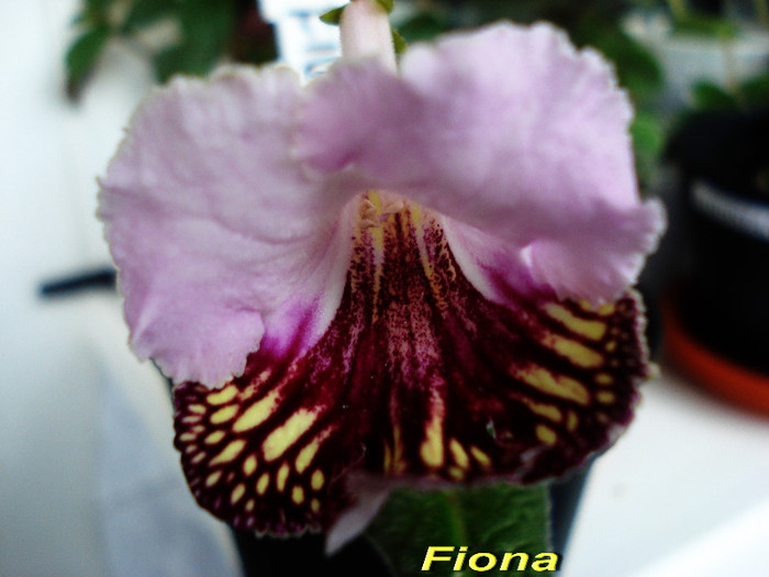 Fiona (9-05-2012) - Streptocarpusi 2012