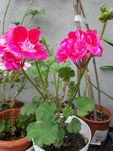 DSCN2127 - flori diverse