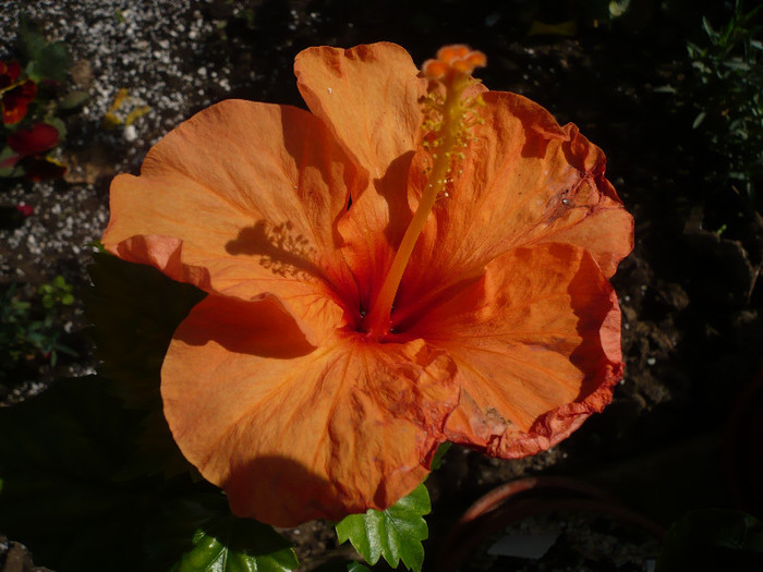 P1130263