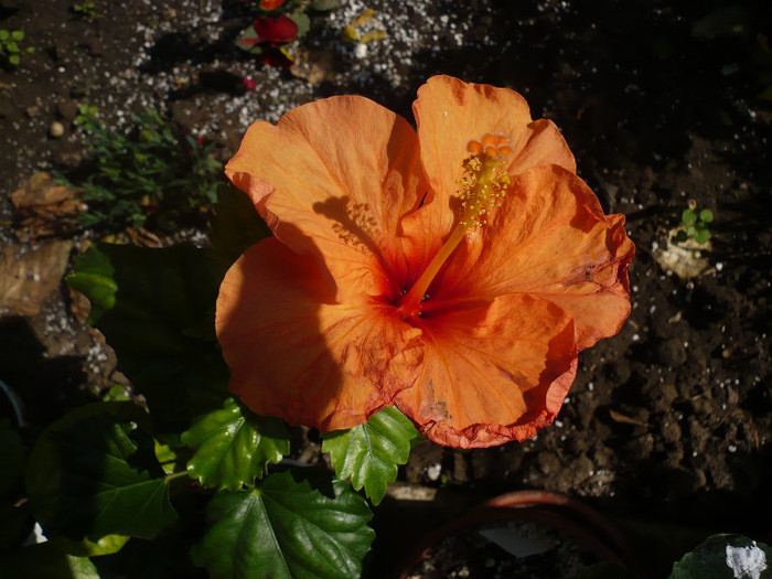 P1130264