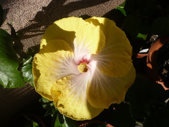 P1130266