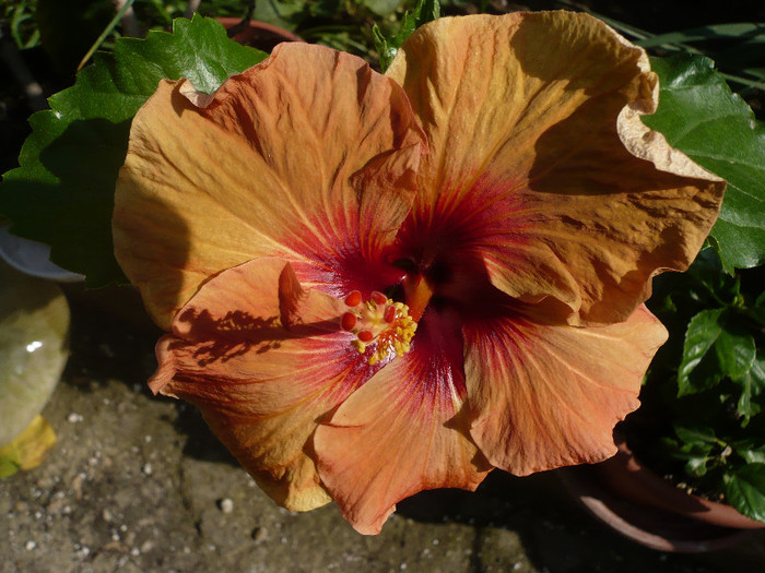 P1130270