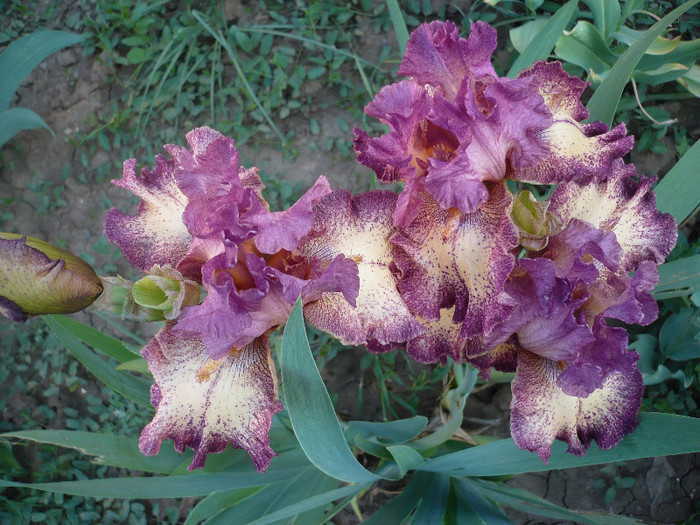 P1130278 - GRADINA 2012