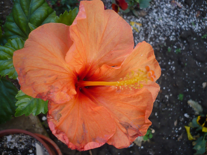 P1130298