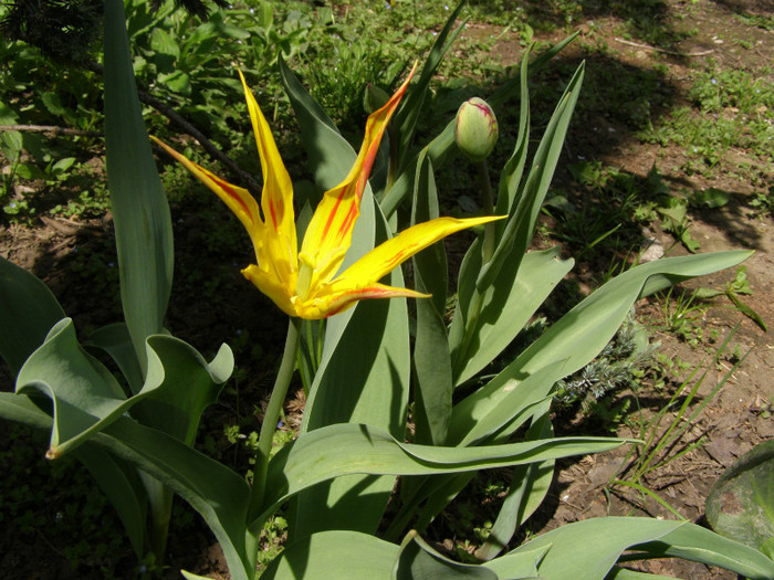 Pasarele.2012 026
