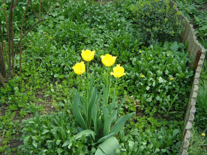 Pasarele.2012 030