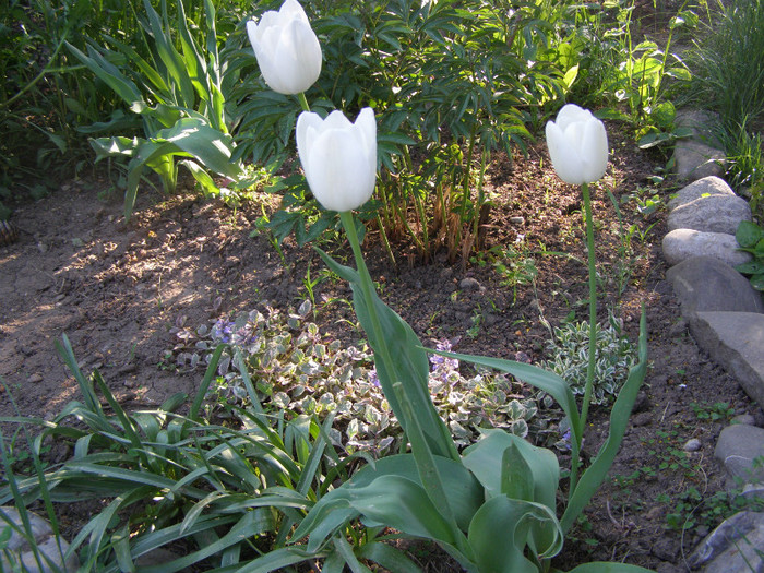Pasarele.2012 039
