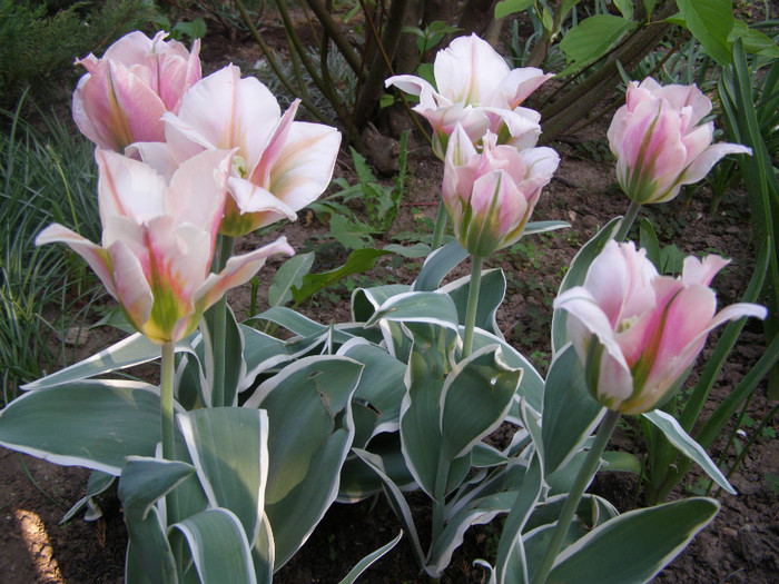 Pasarele.2012 041