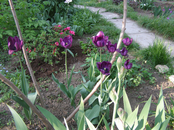 Pasarele.2012 043