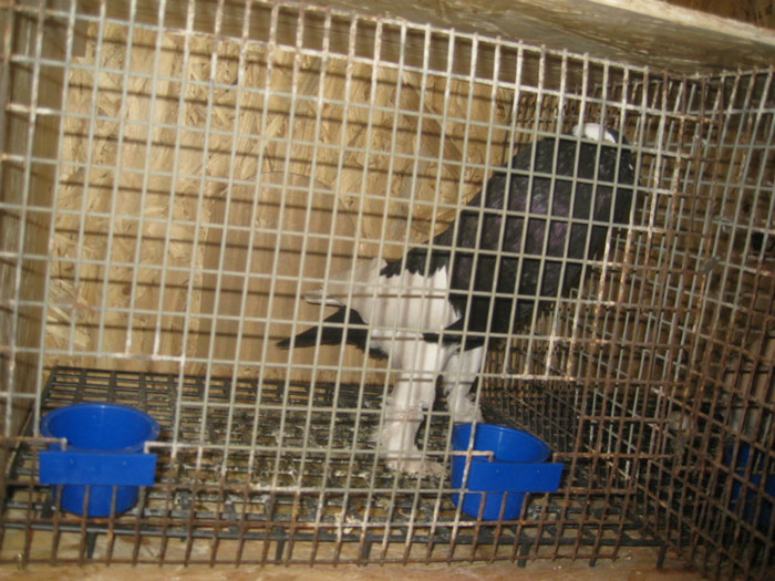 IMG_3406 - Boar Viorel