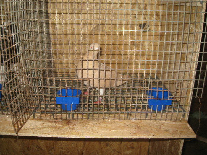 IMG_3407 - Boar Viorel