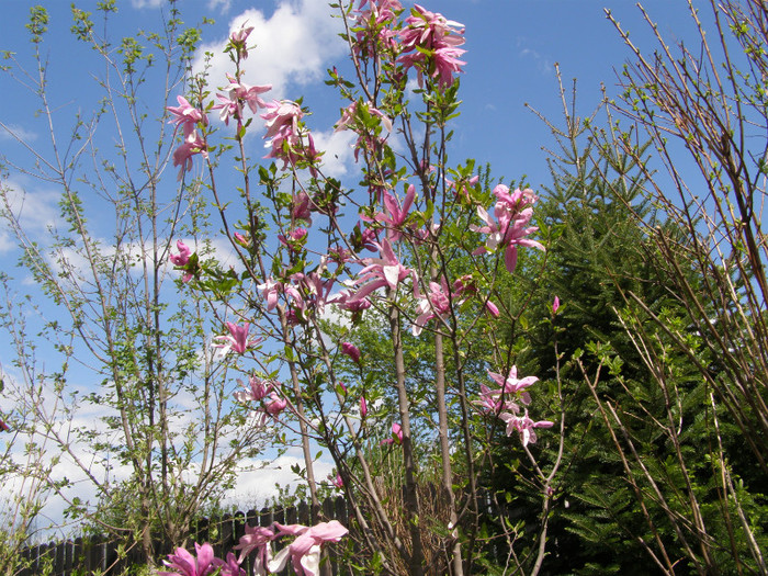 Pasarele.2012 027