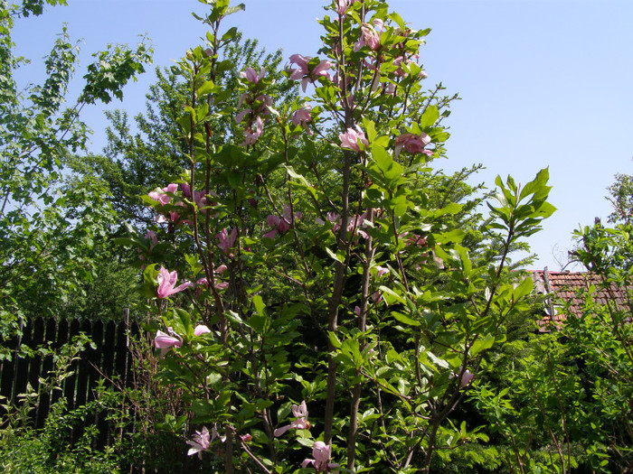 Pasarele.2012 067 - Gradina 2012