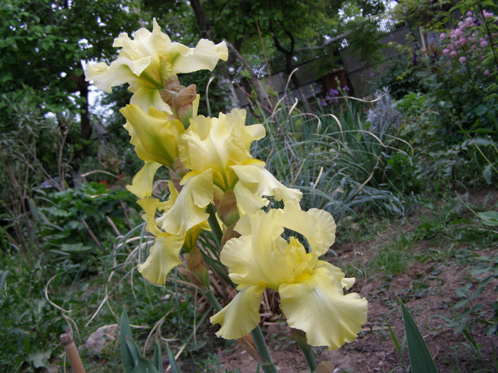 Pasarele.2012 099