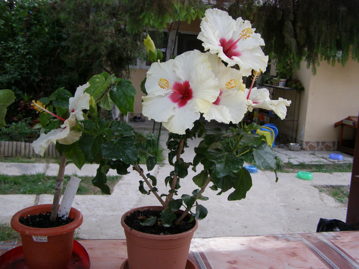 Hibiscus