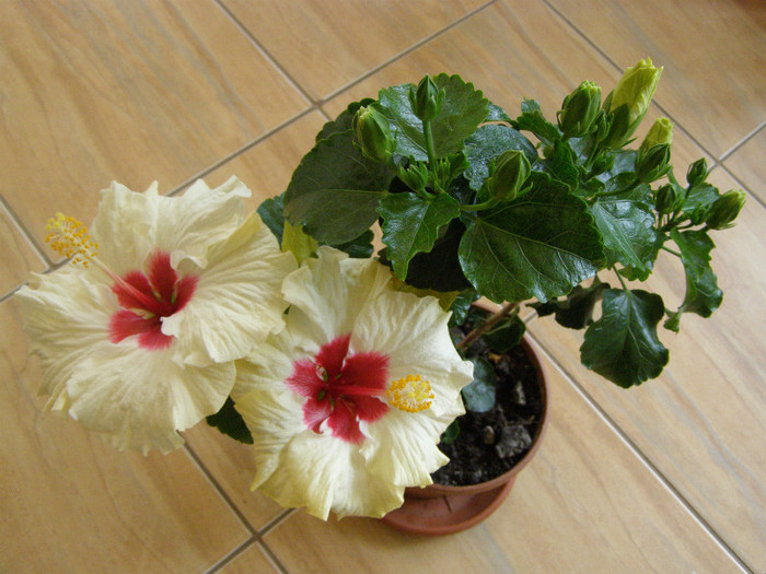 Hibiscus