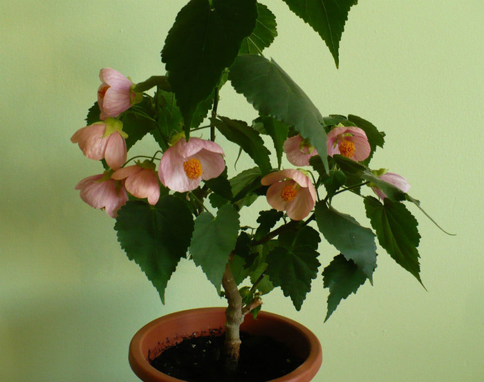 9 mai - Abutiloni 2012