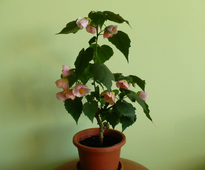 P1390047 - Abutiloni 2012