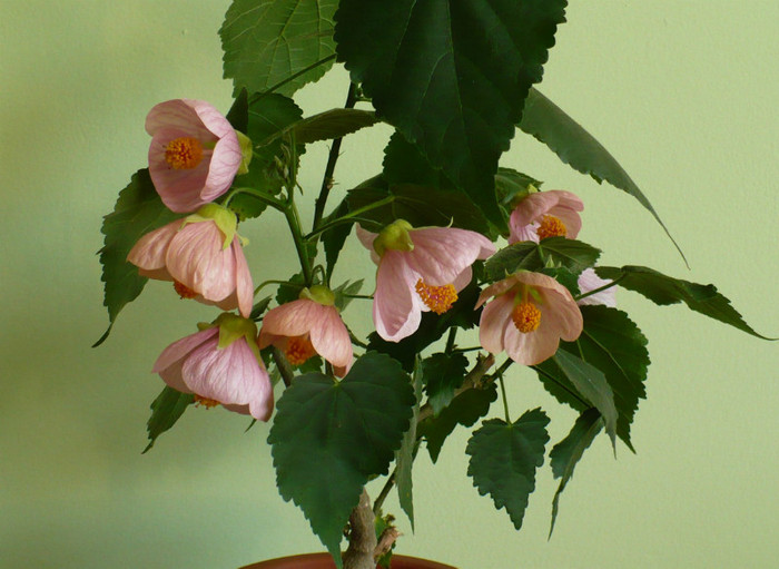 P1390053 - Abutiloni 2012