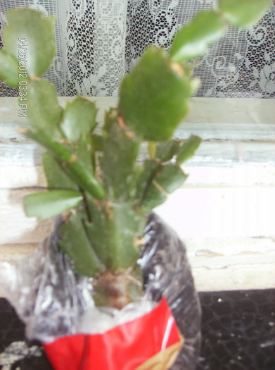 schlumbergera galbena, multumesc