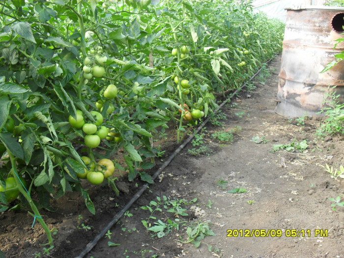 SDC12237