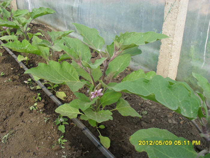 SDC12239