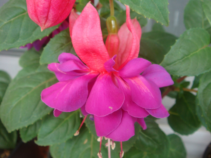 Fuchsia Gillian - Alte floricele frumoase 2012-2013