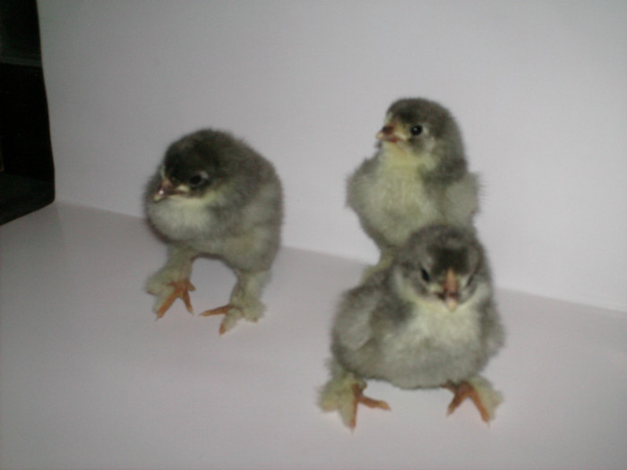 brahma albastru; eclozat la closca pe data de 08.05.2012 -
