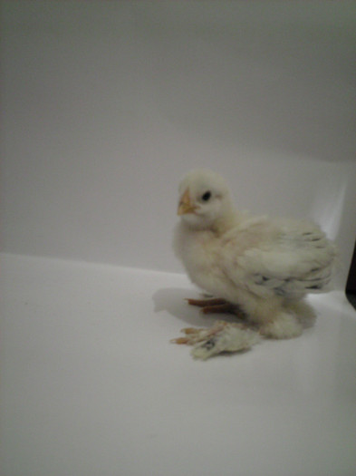 bhd; ciprian- 2 saptamani
