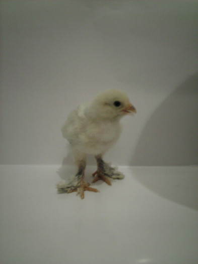 bhd; ciprian 2 saptamani
