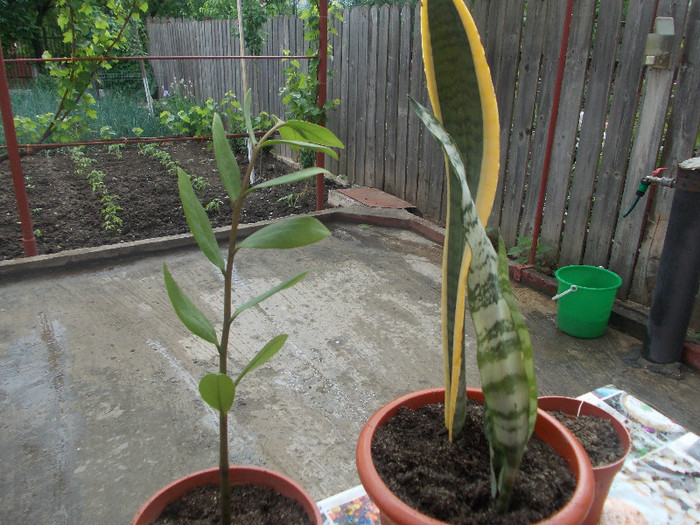 sansevieria